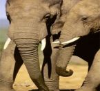 Gorah Elephant Camp